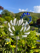 Glass Garden Flowers -Agapanthus