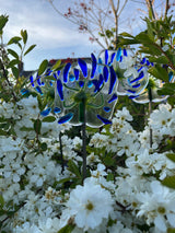 Glass Garden Flowers -Agapanthus
