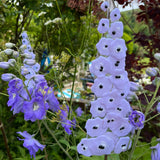 Glass Garden Flowers - Delphinium - Garden Art - Studio Shards