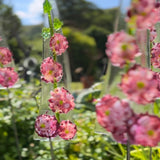 Hollyhocks - Garden Art - Studio Shards