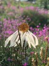 Garden Art Workshops - Workshop - Studio Shards