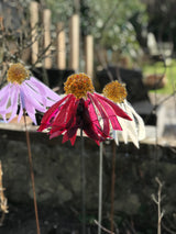 Garden Art Workshops - Workshop - Studio Shards