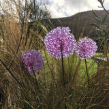 Glass Garden Flowers - Allium - Garden Art - Studio Shards