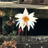 Glass Garden Flowers - Dahlia - Garden Art - Studio Shards