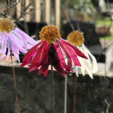 Glass Garden Flowers - Echinacea - Garden Art - Studio Shards