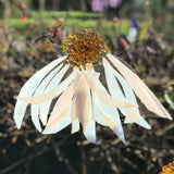 Glass Garden Flowers - Echinacea - Homeware - Studio Shards