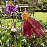 Glass Garden Flowers - Echinacea - Homeware - Studio Shards