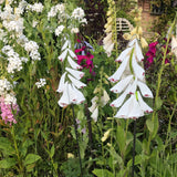 Glass Garden Flowers -Foxglove - Garden Art - Studio Shards