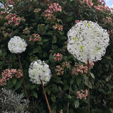 Glass Garden Flowers - Hydrangea - Garden Art - Studio Shards