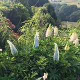 Glass Garden Flowers - Whisps - Studio Shards