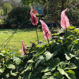 Glass Garden Flowers - Whisps - Studio Shards