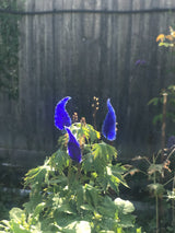 Glass Garden Flowers - Whisps - Studio Shards