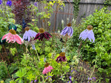 Glass Garden Flowers - Echinacea