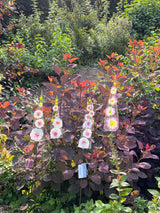 Glass Garden flowers-Hollyhocks