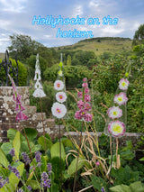 Glass Garden flowers-Hollyhocks