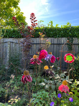 Glass Garden Flowers - Echinacea - Garden Art - Studio Shards