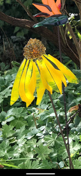 Glass Garden Flowers - Echinacea - Garden Art - Studio Shards