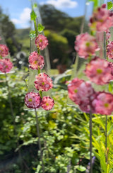 Hollyhocks - Garden Art - Studio Shards